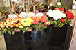 Blumen Bachmann